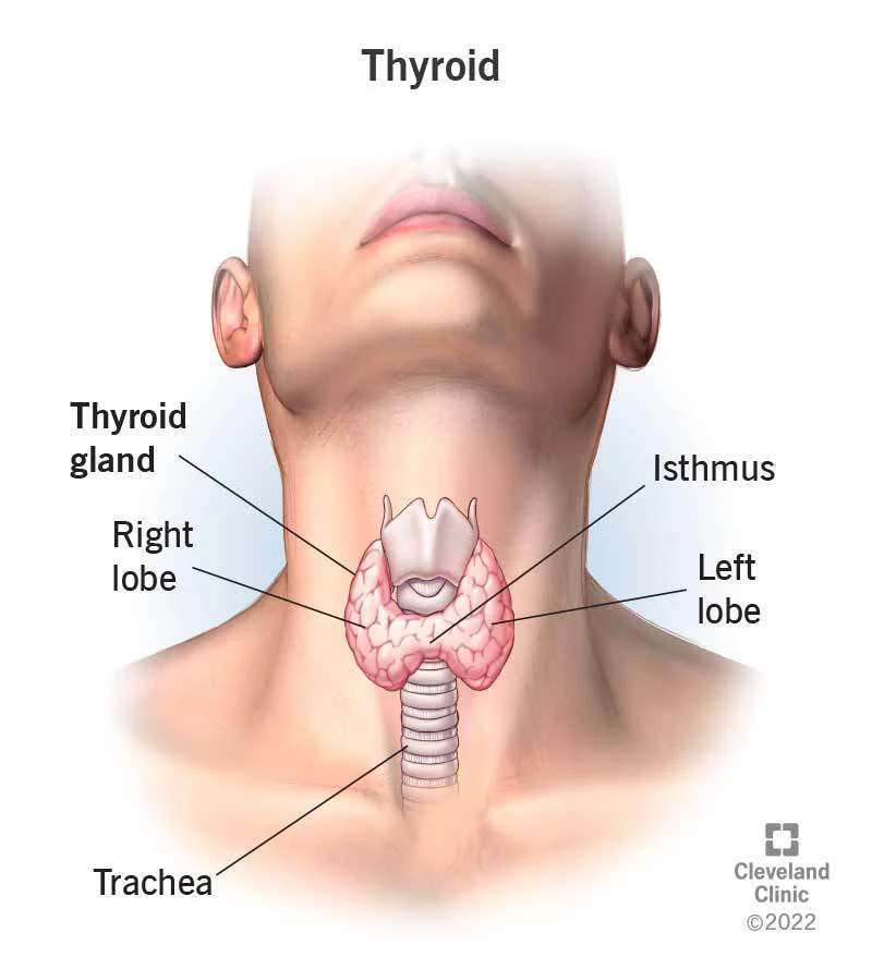 Изследване на щитовидна жлеза
